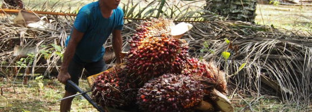 Malaysian Palm Oil Exports Rebound