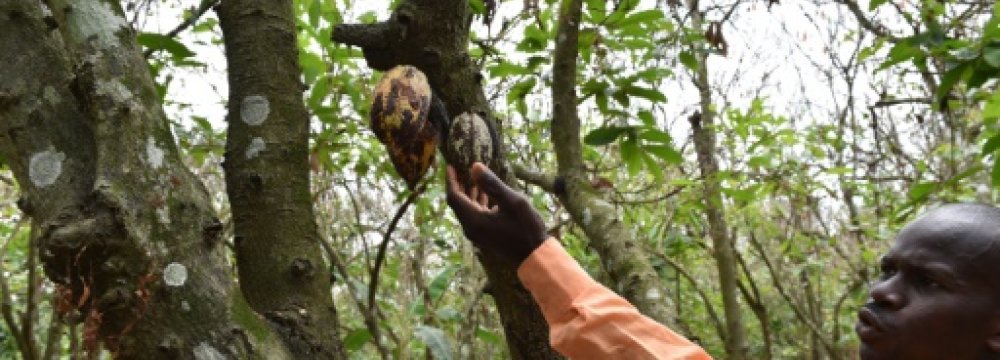 Ivory Coast Cocoa Ravaged by Caterpillar Invasion