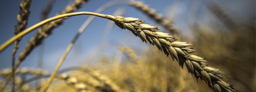 Russia Sees Grain as Main Export Earner