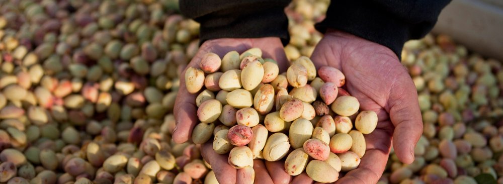 Last Iranian year (March 2015-16) pistachio exports stood at 118,000 tons worth over $1.2 billion, which showed a 34% decline in weight and 24% fall in value  compared to the previous year.