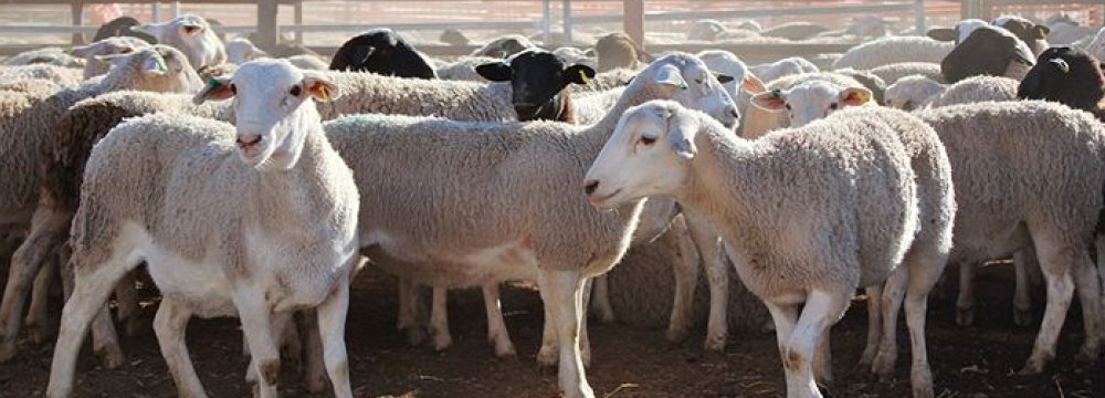 Ban on Livestock Exports