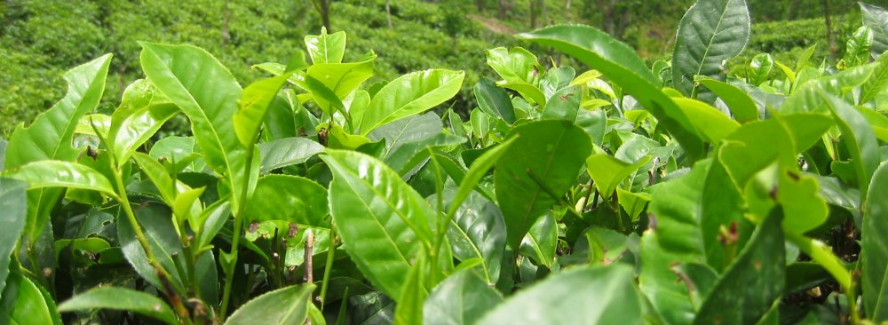 Gov’t Buys 116,000 Tons  of Tea