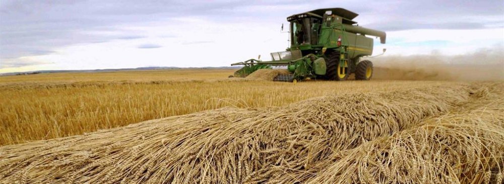 Gov’t Buys 11.3m Tons of Wheat 