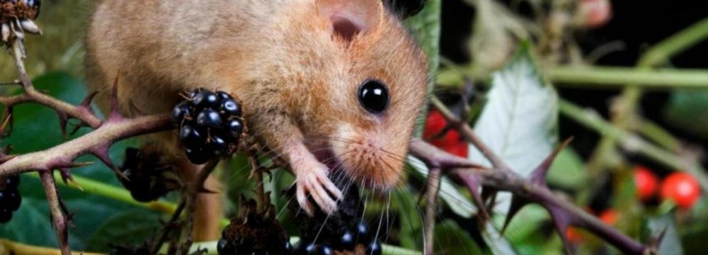 Threat of Extinction Looms Over Dormice in UK