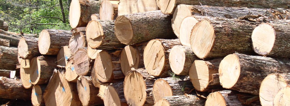 About 10% of Iran’s timber demand is supplied by domestic forests.