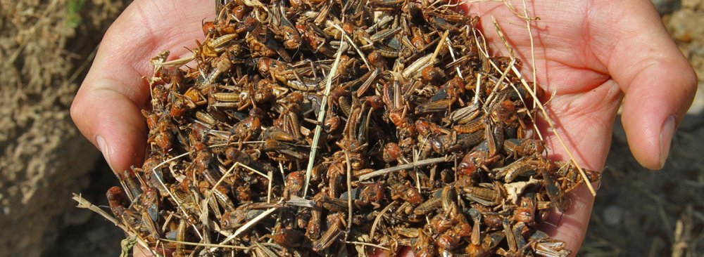Measures in Place to Control Locust Invasion