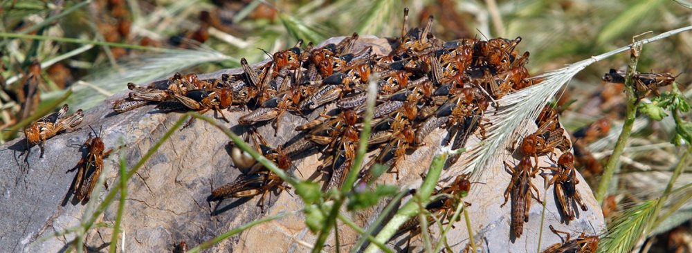 Locusts Invade Hamouns