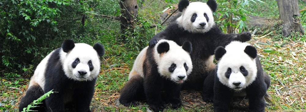 The panda population has increased by 17% in the past decade.