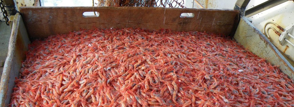 Ban on Shrimp Fishing