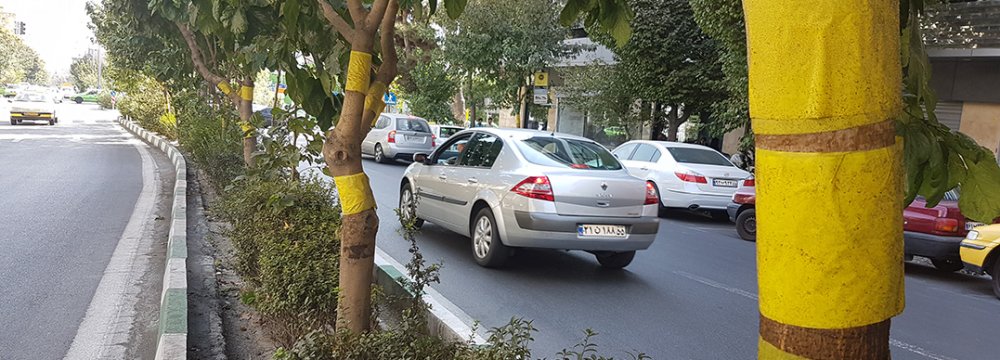Trees across Tehran are wrapped in sticky yellow papers that attract and trap whiteflies. (Photo: Kian Sharifi)