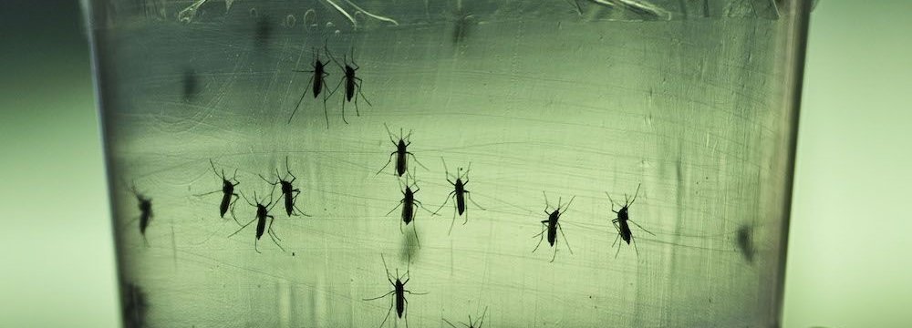 Worried About Tourism Impact, Thailand Downplays Zika Risk