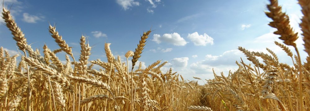 Wheat production since the beginning of the harvest season in late March stands at a record high of 14 million tons.