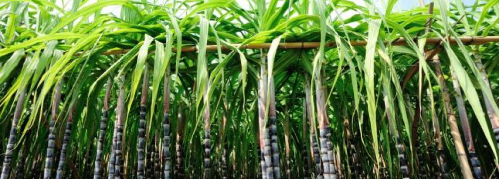 Scientists Create Eco-friendly Jet Fuel from Sugarcane