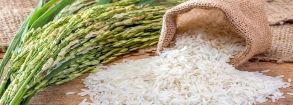 Rice Production Estimated to Decline by 13% Due to Drought