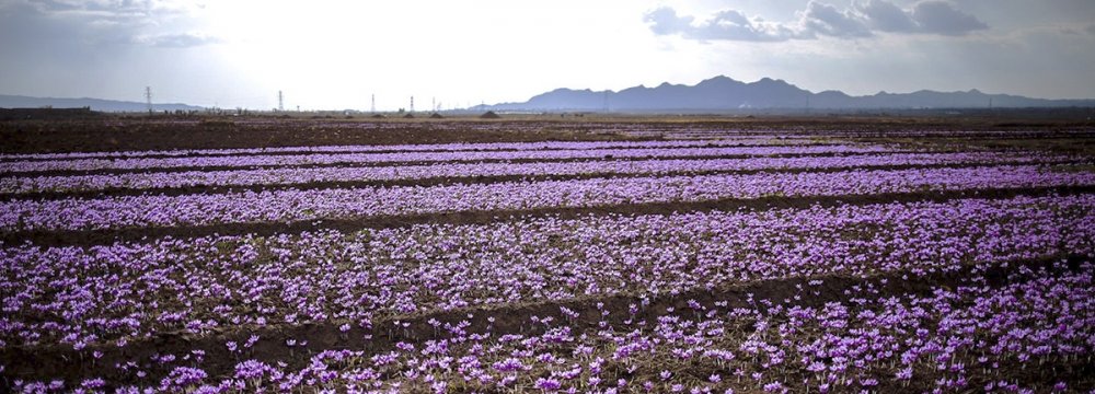 Saffron Exported to 52 Countries 