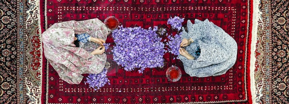 Iran Saffron Production Expected to Decline Over Drought