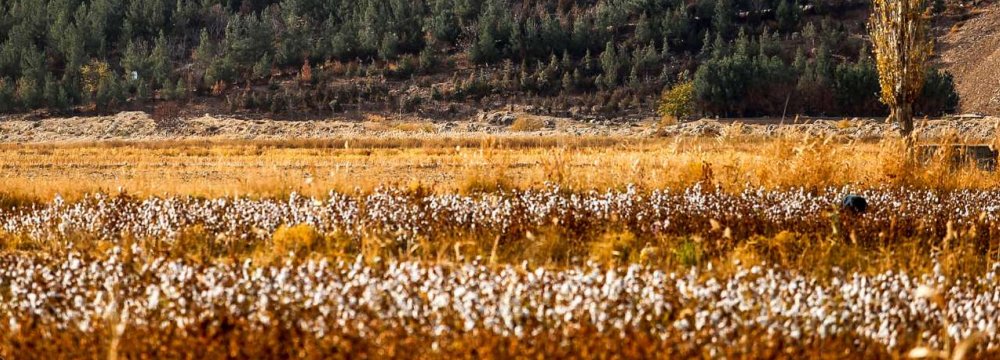Iran Set to Begin GM Cotton Cultivation: Report 