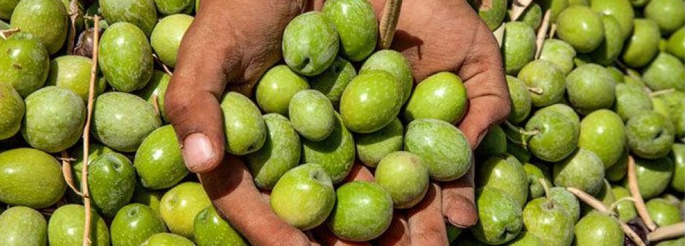 30% Growth in Iran&#039;s Olive Oil Production 