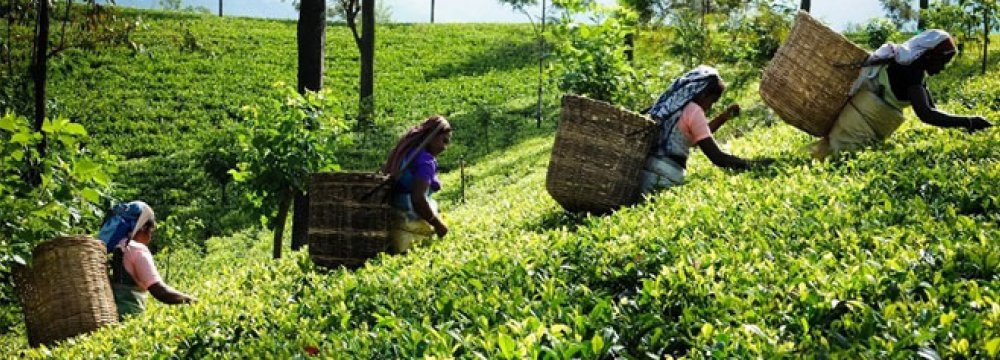 Iran Dismisses  Sri Lanka Oil  Debt Swap With Tea Proposal