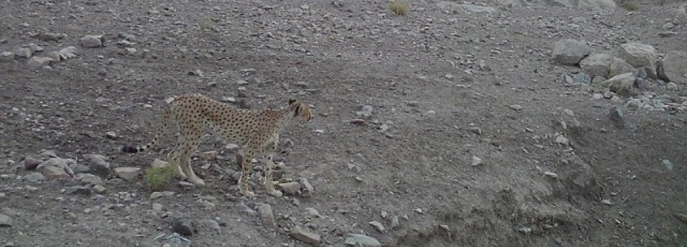 Sighted Cheetah in Central Iran Hoped to Be a Fourth and Female 