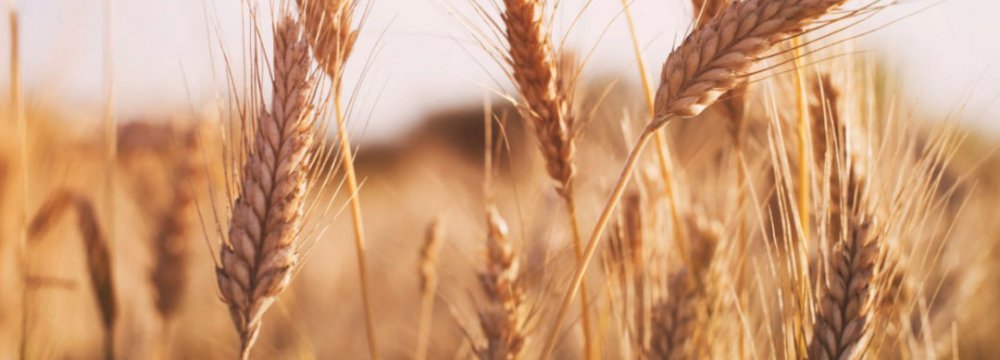 Wheat Imports to Make Up for Decline in Domestic Output