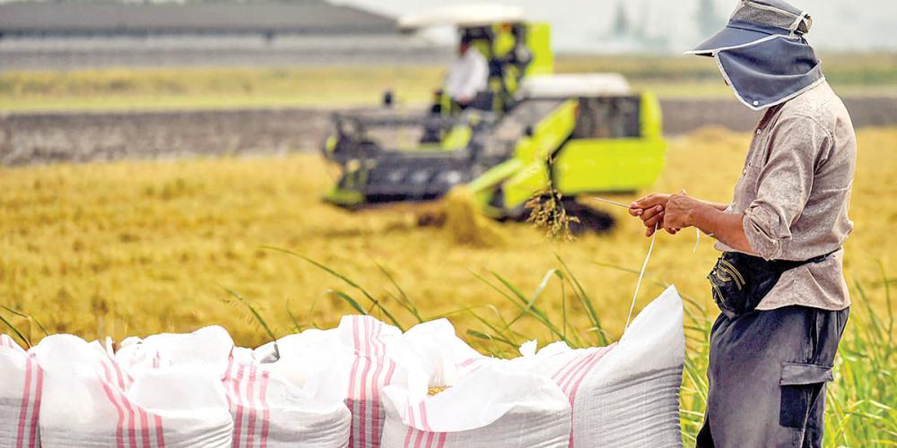 Iran Fertilizer Shock Threatens Farm Output and Food Security