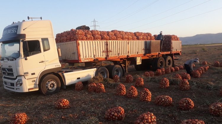 Onion Exports Cross 240K Tons Worth 34 Million Financial Tribune   05 Mh Onion Exports 575 Ab Sotoone Pahn 2 