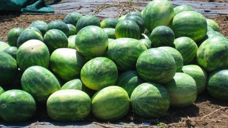 UAE Says Iranian Watermelon Safe | Financial Tribune
