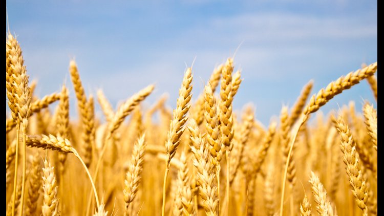 World’s 11th Biggest Wheat Producer | Financial Tribune