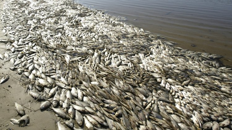 Massive Fish Deaths Due to Contamination | Financial Tribune