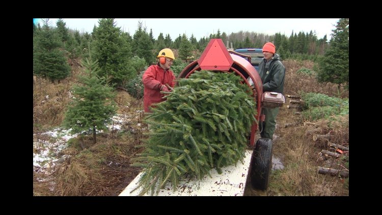 largest exporter of christmas trees