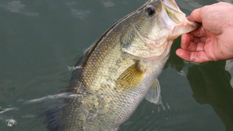 Bass Species to Rival Trout | Financial Tribune