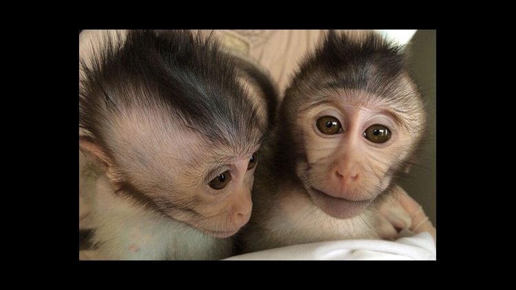 Monkeys With Autism Gene | Financial Tribune