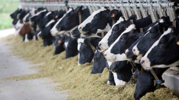 Animal Feed Production Near Self-Sufficiency | Financial Tribune
