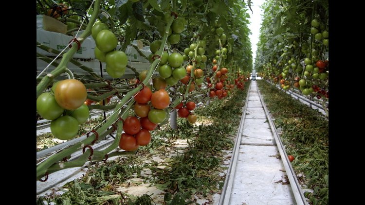 Greenhouse Production Capacity to Rise 20% | Financial Tribune