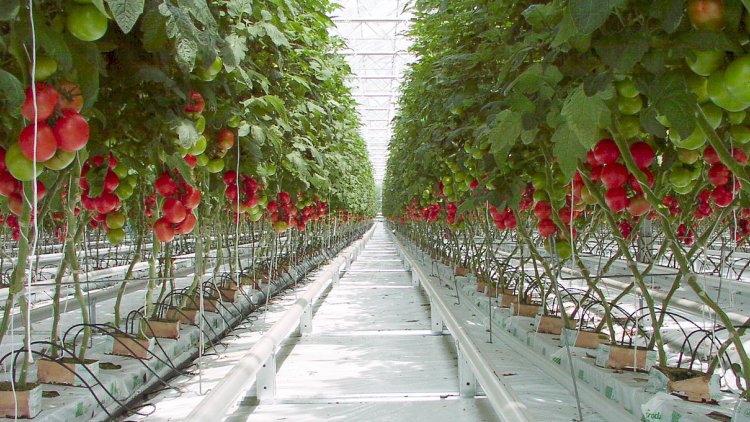 Greenhouse Cultivation on 11,400 Hectares | Financial Tribune