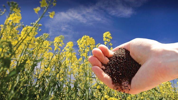 FAO Will Help Improve Iran's Oilseed Production | Financial Tribune