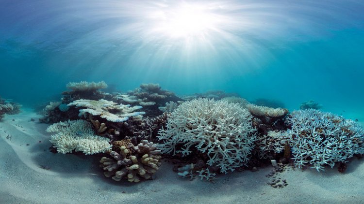 Great Barrier Reef Suffers 2nd Year Of Mass Bleaching | Financial Tribune