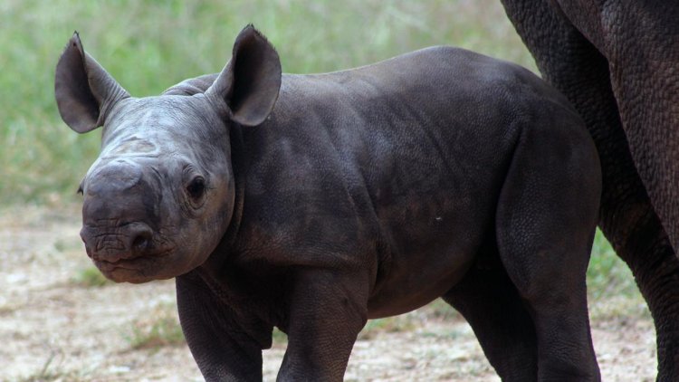 Australian Zoo Welcomes Rare Baby Rhinoceros | Financial Tribune