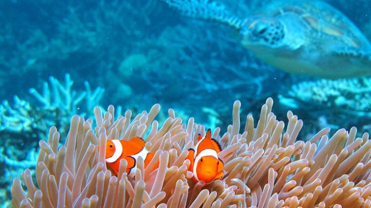 Largest Coral Die-Off in Barrier Reef | Financial Tribune