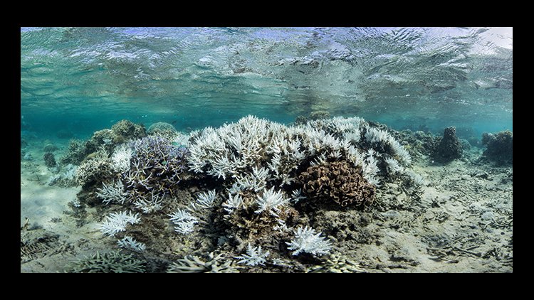 great barrier reef dead