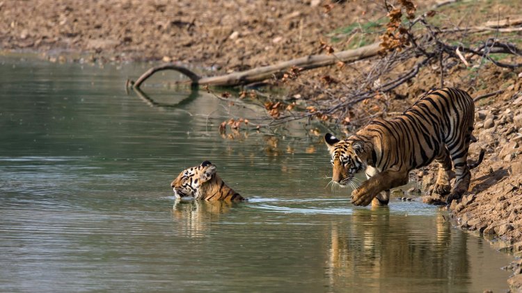 Tiger Poaching on the Rise | Financial Tribune