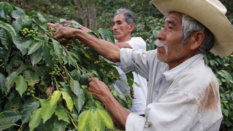 Brazil Farmers To Get More Credit | Financial Tribune