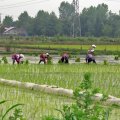 Gilan’s Paddy Fields Gobble Up 3.3 bcm of Water Annually