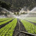 Agro Sector Gobbles Up 91% of Water 