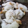 27m Chickens Culled Since Avian Flu Outbreak