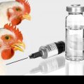 10m Doses of Avian Flu Vaccines Imported