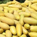 Citrus, Melon Zest Exports Earn $277m 