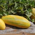 Persian Melon Exports Earn $34 Million