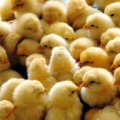 Unfit Vehicles Cause Hefty Losses to Poultry Farms